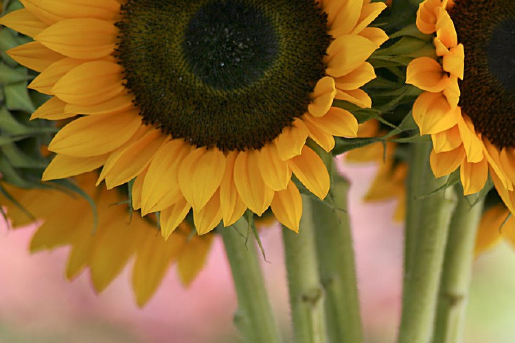 Sunflowers stem