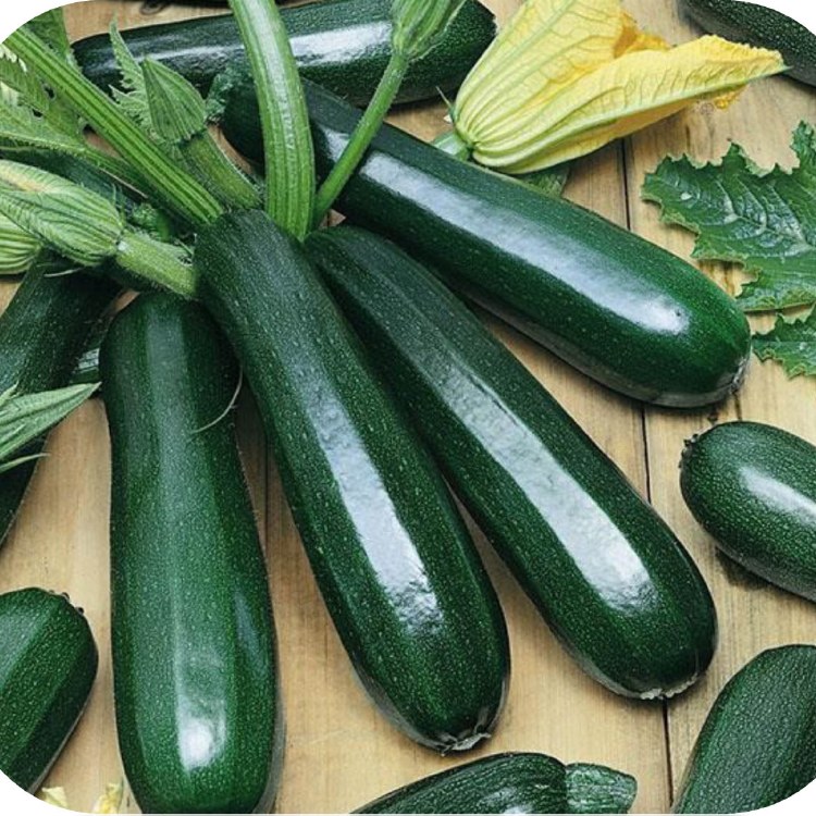 Zucchini Squash