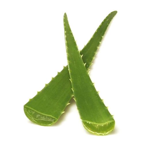 Aloevera Leaf 1 Pc