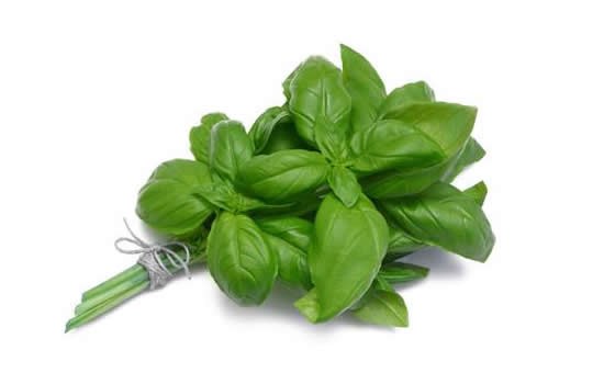 Basil Bunch