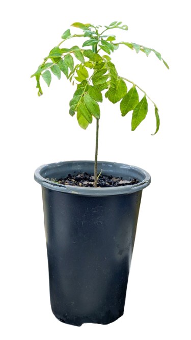 Curry Leaf Plant