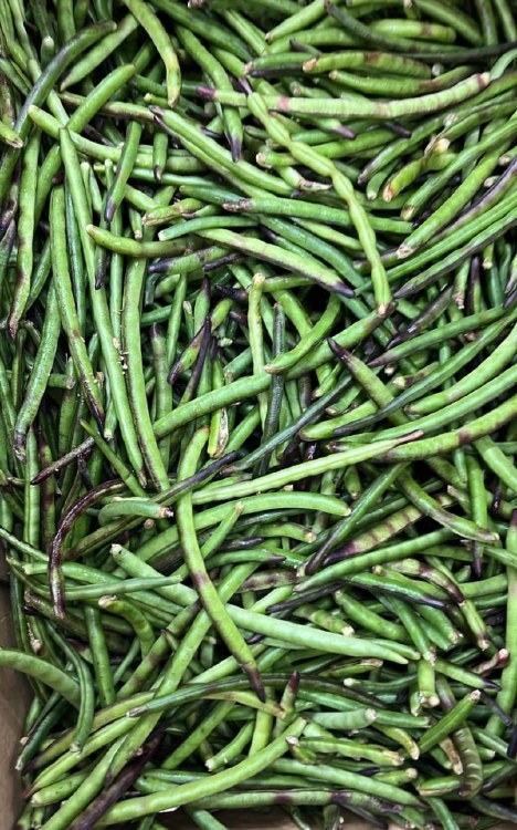 Desi Chauri - Long Beans 1 Lb