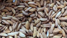 Afghan Natural Almonds 14 Oz