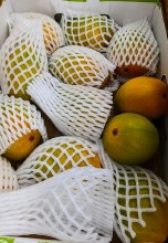 Indian Alphonso Mango Box