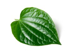 Betel Leaf single