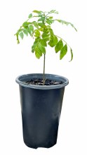 Curry Leaf Plant