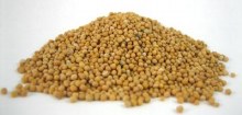 Deep Mustard Seeds Yellow 7oz