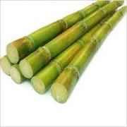 Sugar Cane Whole