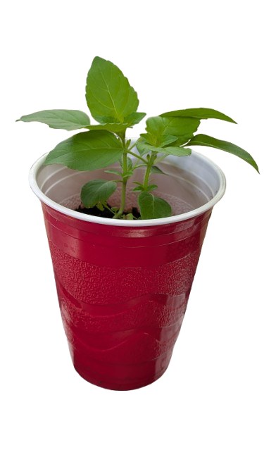 Tulsi Plant Single - No RTN - No GRNT