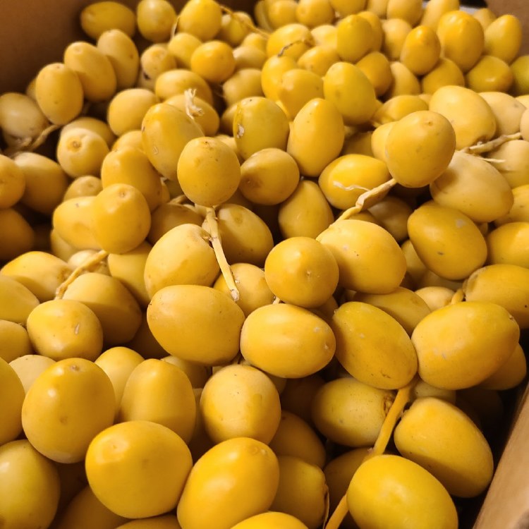 Yellow Fresh Dates (barhi Date