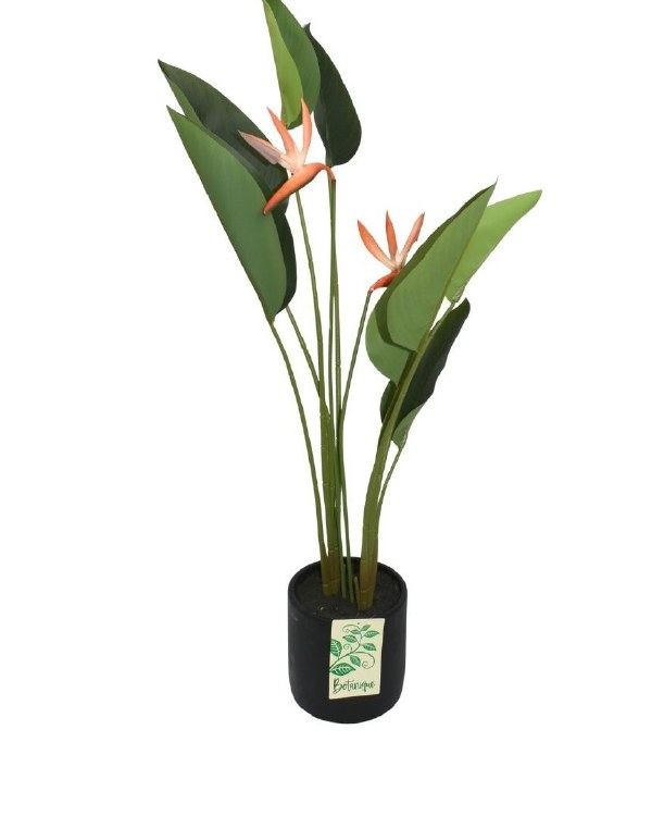 BIRD OF PARADISE PLANT