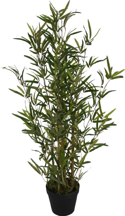 BAMBOO PLANT-SMALL