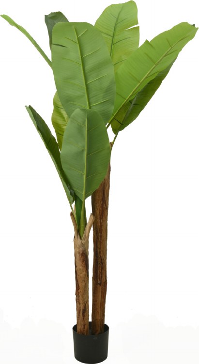 BANANA PLANT TREE
