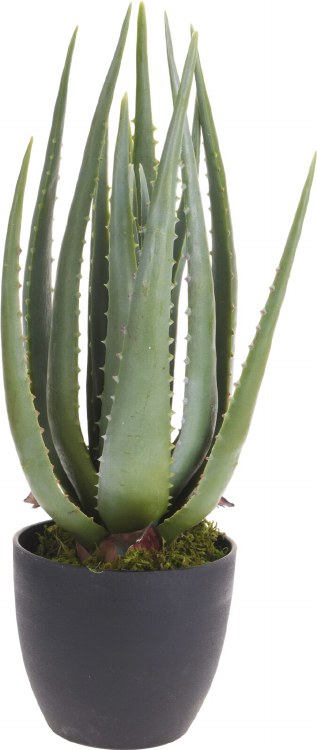 ALOE VERA PLANT