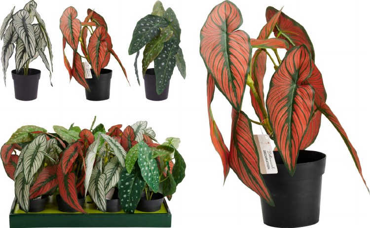 CALATHEA PLANT