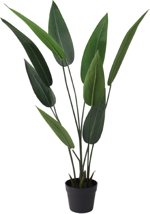 STRELITZIA PLANT IN POT