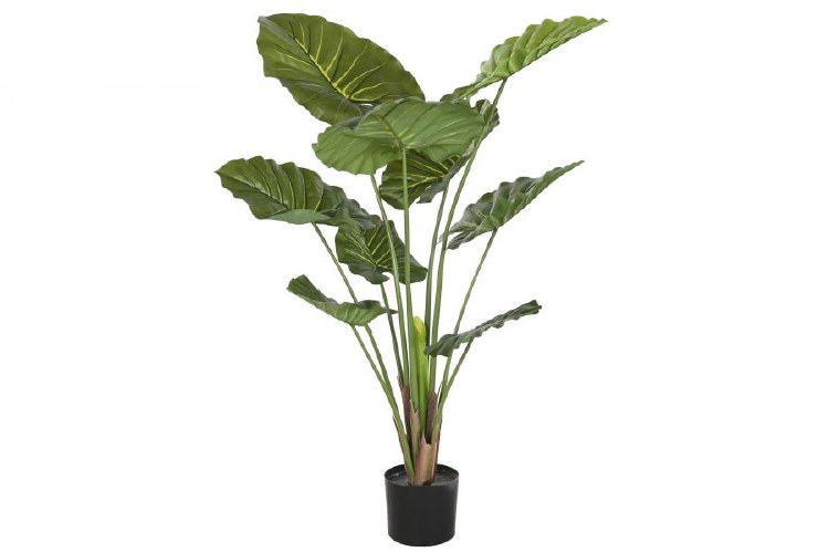 TARO GREEN PLANT