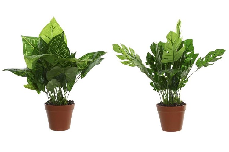 MONSTERA PLANT