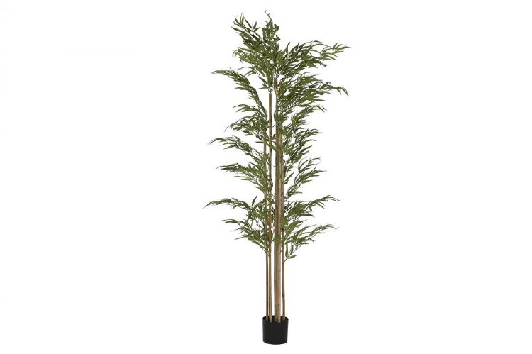 BAMBOO GREEN PLANT