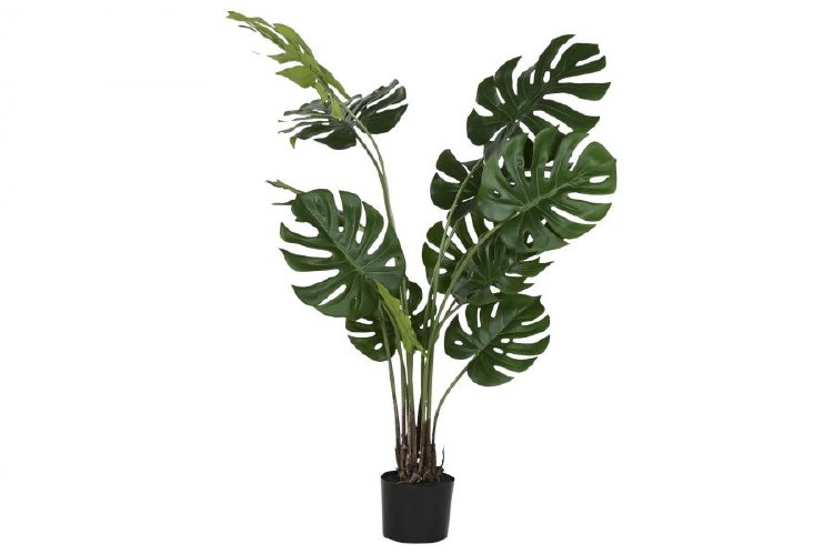 MONSTERA GREEN PLANT