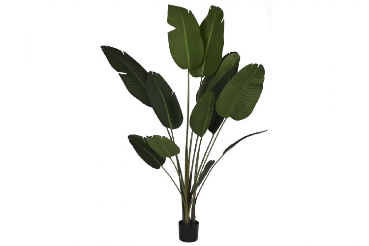 BANANA DARK GREEN PLANT