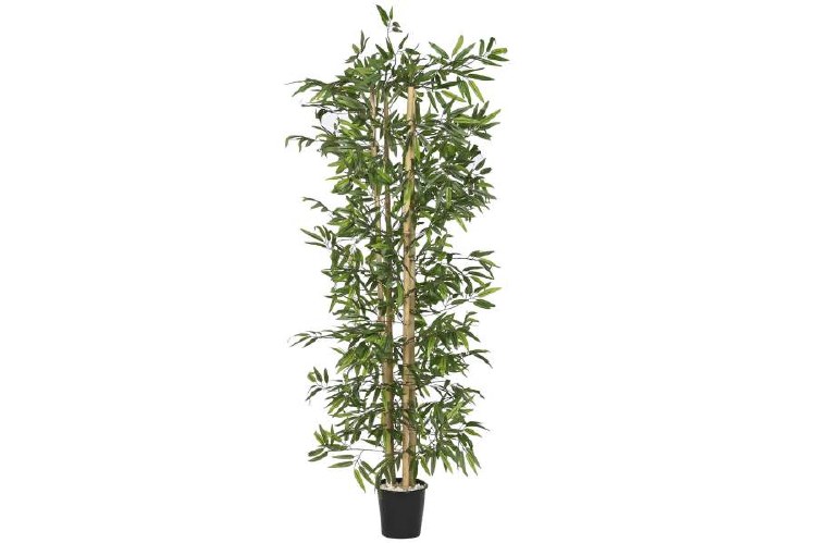 BAMBOO GREEN PLANT