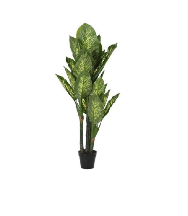 DIFFENBACHIA GREEN PLANT