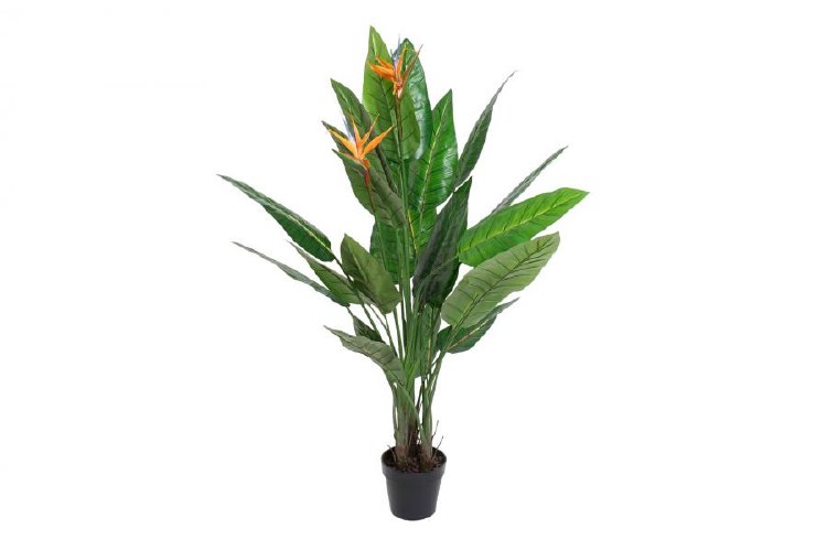 STRELITZA PLANT IN POT