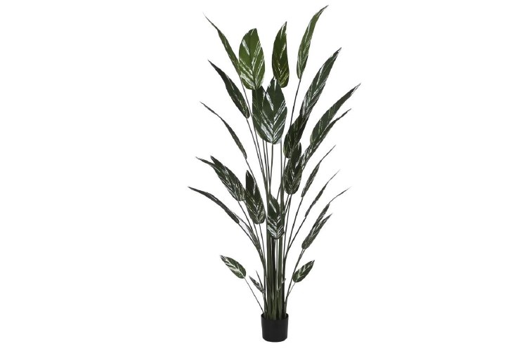 SKYBIRD LEAF PLANT