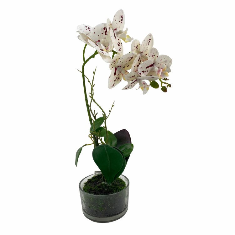 WHITE ORCHID IN POT