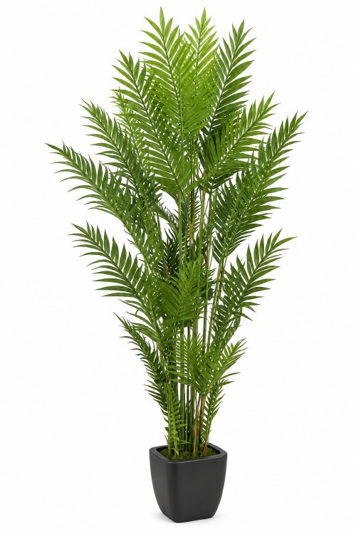 FERN PALM