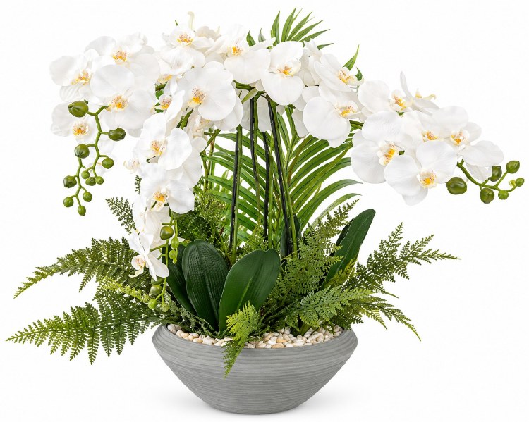 BONSAI ORCHID PLANT