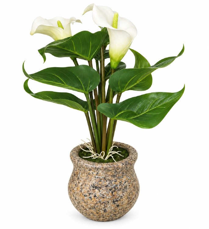 WHITE ORCHID IN POT