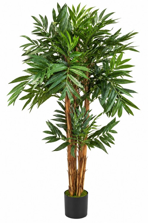 PLAM TREE PLANT