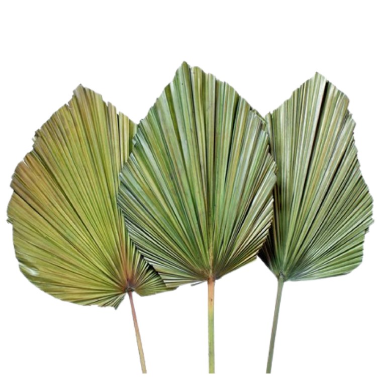 ANAHAW LEAF MOSS GREEN-LARGE