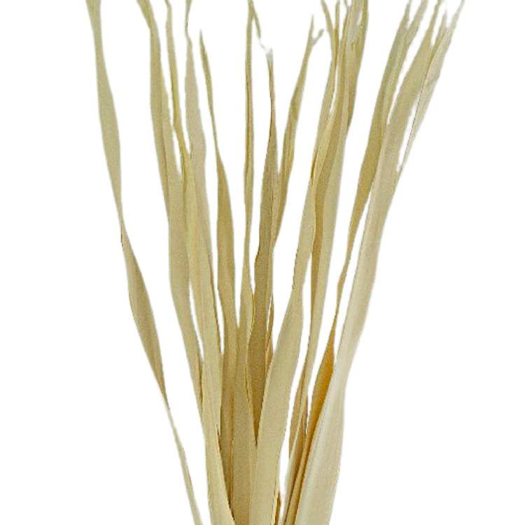 CACHO BLEACHED PALM LEAF-15-20 LEAVES