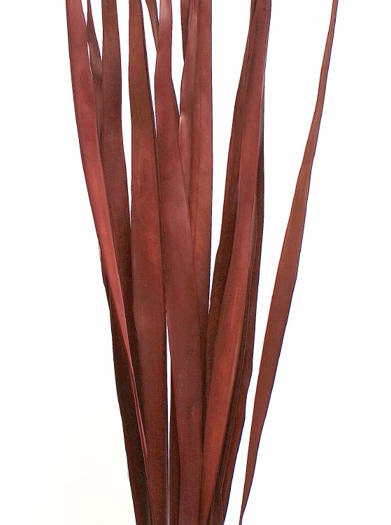 CACHO PALM -BURGUNDY -15-20 LEAVES