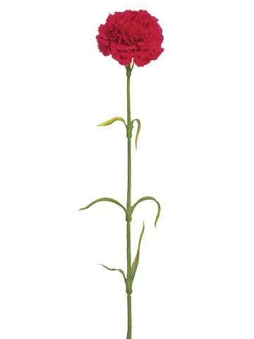 RED CARNATION STEM