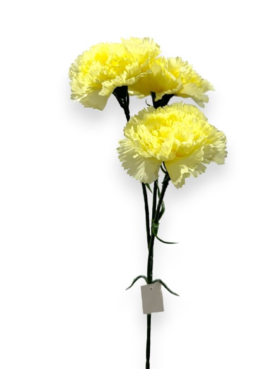 CARNATION STEM-YELLOW