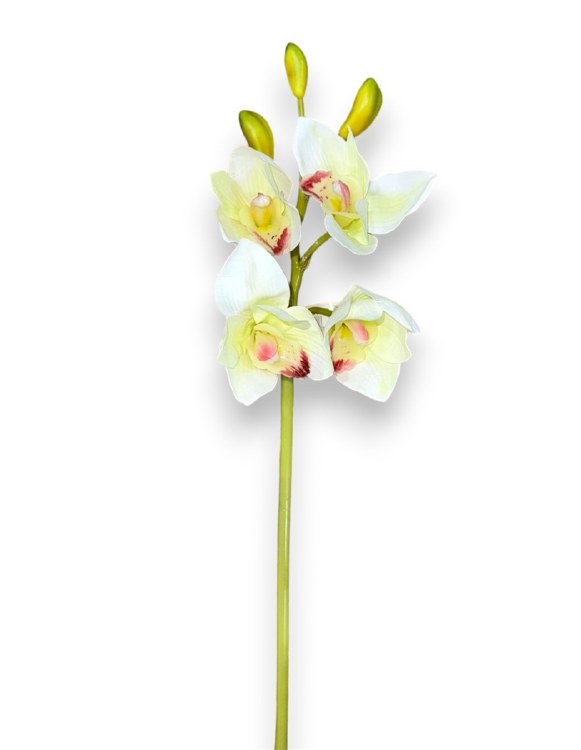 CYMBIDIUM STEM-WHITE