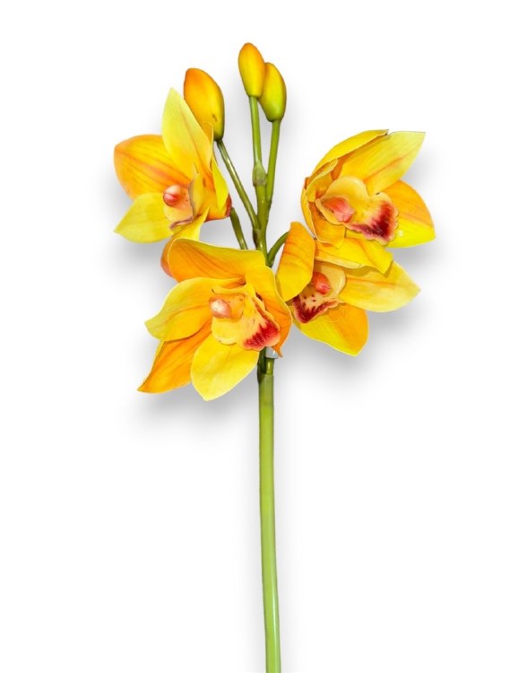 CYMBIDIUM STEM-YELLOW