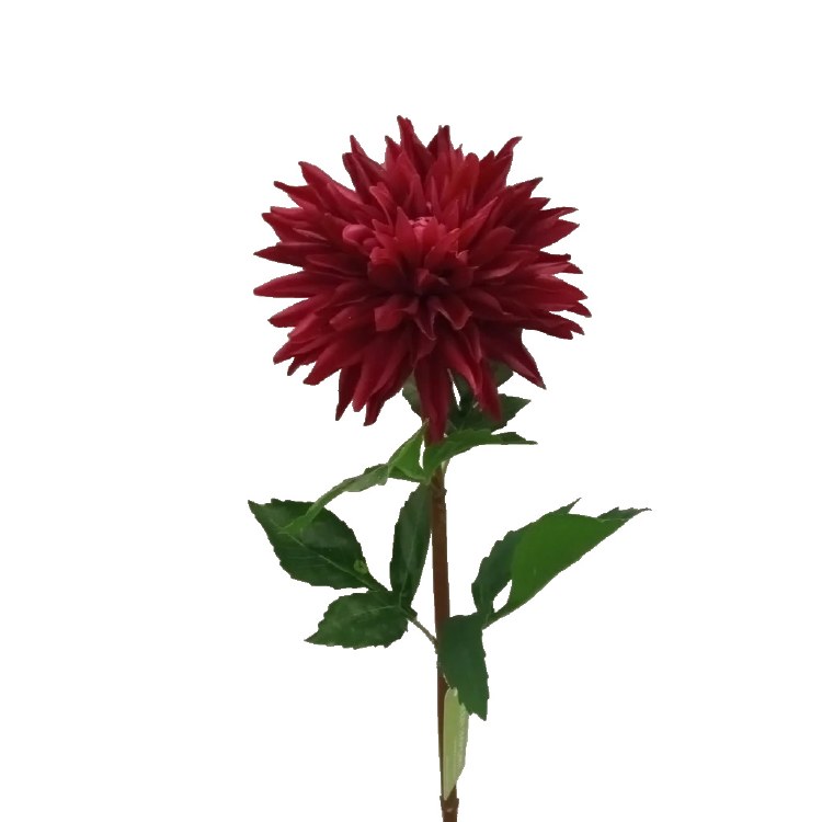 MAGENTA DAHLIA STEM