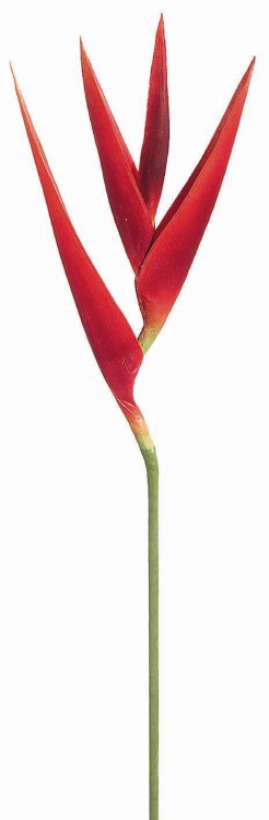 HELICONIA-RED