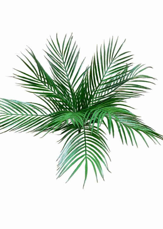 PALM BUSH