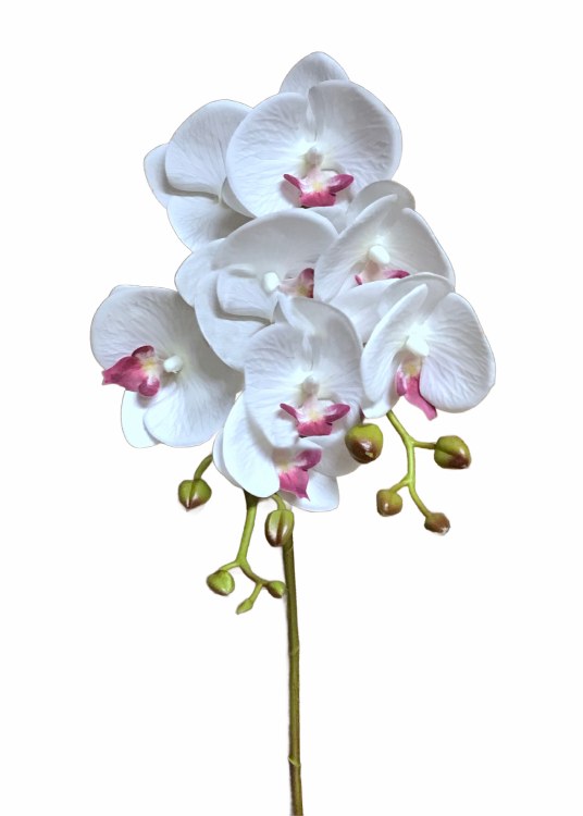 PHALAENOPSIS SPRAY -WHITE