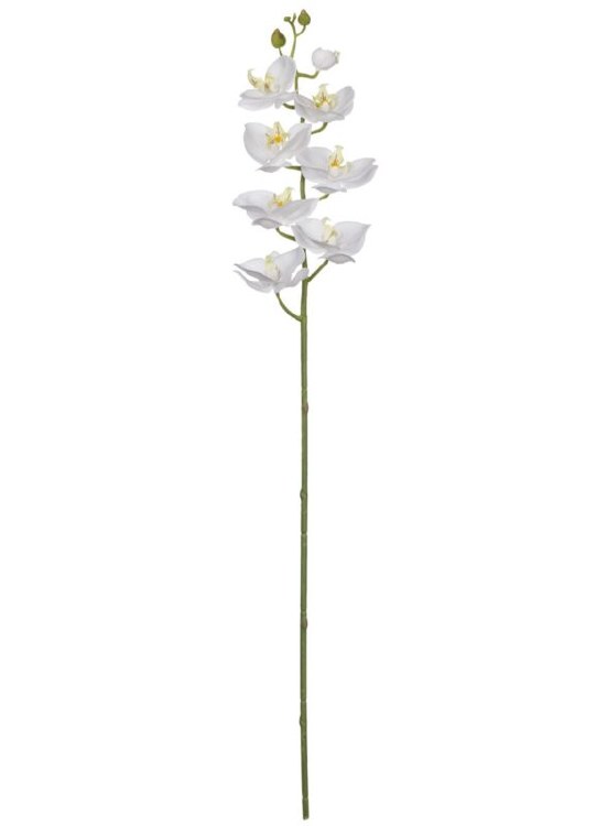 WHITE PHALAENOPSIS STEM