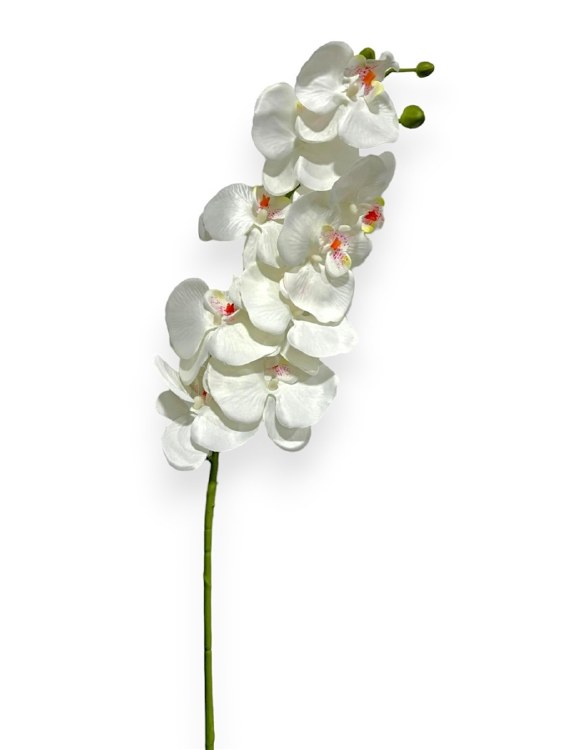 PHALAENOPSIS STEM-WHITE