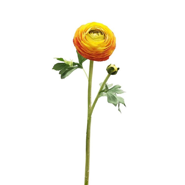 ORANGE RANUNCULUS STEM