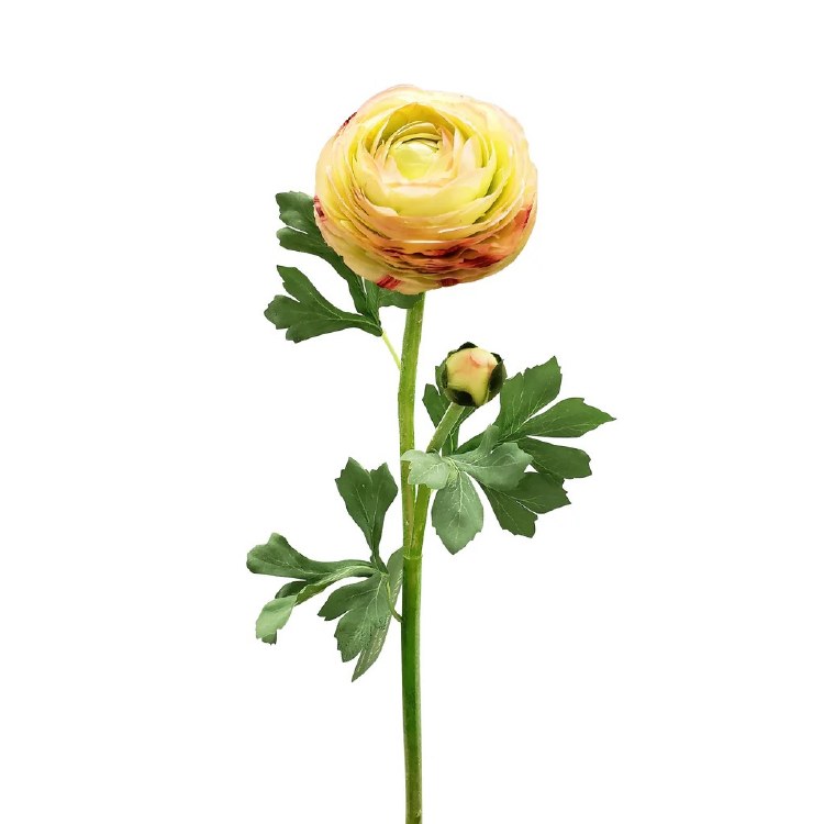 YELLOW RANUNCULUS STEM