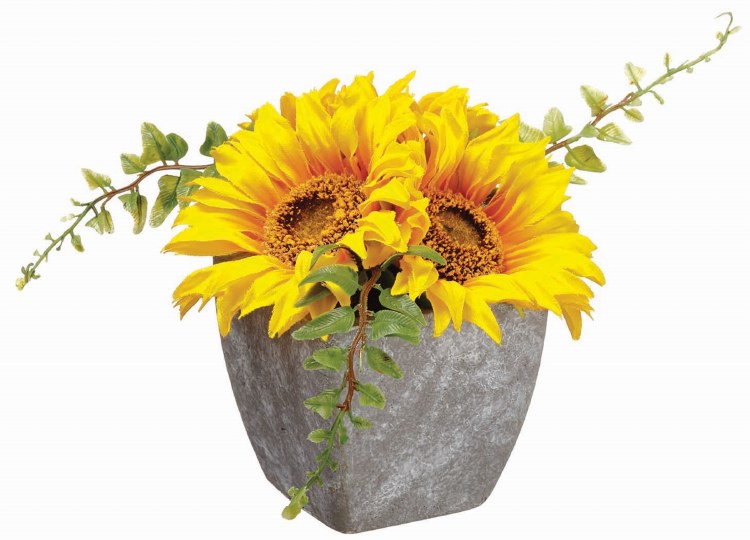 SUNFLOWER IN POT